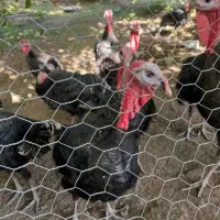 بوقلمون|حیوانات مزرعه|شیراز, اصلاح‌نژاد|دیوار