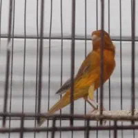 فروش قناری سرخ و شتری سرخ و پرتقالی