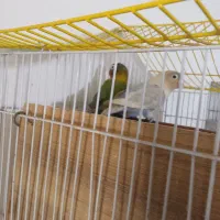 طوطی برزیلی