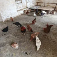 مرغ محلی و خروس|حیوانات مزرعه|نوشین شهر, |دیوار