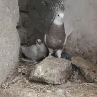 کبوتر طوقی ماده ( چهار عدد )|پرنده|کرمانشاه, |دیوار