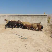 فروش ۱۳ راس میش داشتی بره دار در فیروزاباد|حیوانات مزرعه|فیروزآباد (فارس), |دیوار