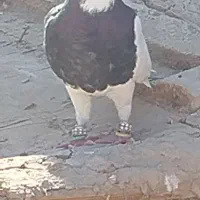 کبوتر کبوتر