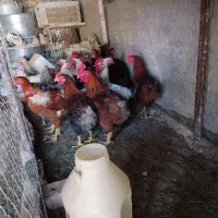 مرغ خروس محلی جوجه خروس