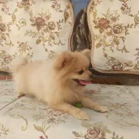 سلام پاور روباهی واکسن خورده خونگی ب فروش میرسد|سگ|درگزین, |دیوار