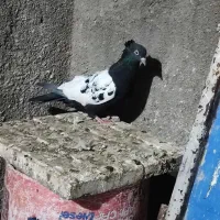 ساده و سینه کفتر جفتگاه وپرش|پرنده|رضویه, |دیوار