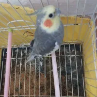 یک جفت عروس هلندی با طوطی برزیلی|پرنده|لواسان, |دیوار