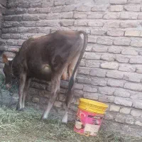 گوساله جنس نر جلب