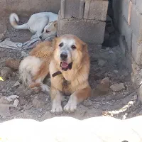 واگذاری رایگان سگ الابای