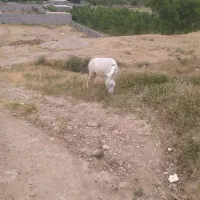 خر الاغ|حیوانات مزرعه|بجنورد, |دیوار