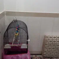 عروس هلندی