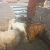 کهره نر و بره کوهه|حیوانات مزرعه|استهبان, |دیوار