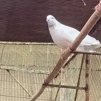 کبوترتیر ماهی|پرنده|لنگرود, |دیوار