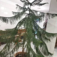 کاج مطبق (هلندی)