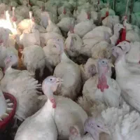 بوقلمون بیوتی گوشتی ارگانیک