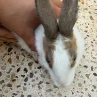 خرگوش