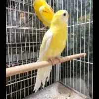 مینا عروس هلندی گرینجیک و مرغ عشق طوطی|پرنده|میناب, |دیوار