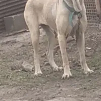سگ نگهبان