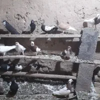 یک خانه کفتر