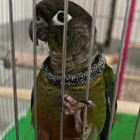 فروش طوطی گرینچیک