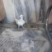 سارسیاه قلدرنر....زدوخوردی|پرنده|مشهد, ایثار|دیوار