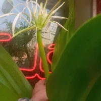 درختچه موز پاکستانی ۵ساله شکوفه دارودرخچه تزیینی|گل و گیاه طبیعی|تهران, شهرک غرب|دیوار
