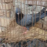 جوجه نر ابادانی|پرنده|خرمشهر, |دیوار