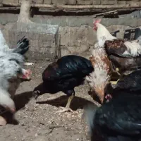 مرغ و خروس|حیوانات مزرعه|مهدی شهر, |دیوار