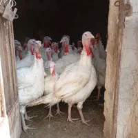 فروش بوقلمون زنده