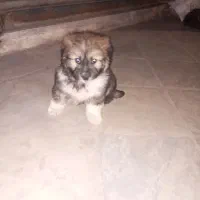 واگذاری سگ پاکوتاه