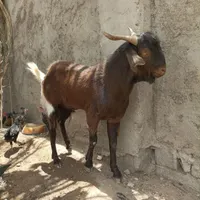 پازن گله|حیوانات مزرعه|برازجان, |دیوار