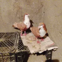 کفتر ریش زرد