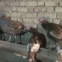 بوقلمون|حیوانات مزرعه|دینور, |دیوار