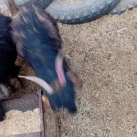 فروش بز|حیوانات مزرعه|برزک, |دیوار