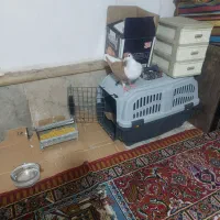 یک جفت شیخی نیست در ایران