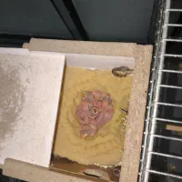 فنچ نرگسی مولد جوان