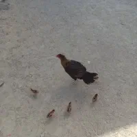 ۲ مرغ با ۵ جوجه فروشی با قیمت مناسب|حیوانات مزرعه|کنارک, |دیوار