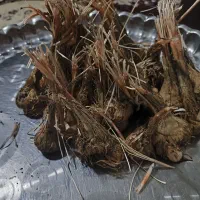 پیاززغفران