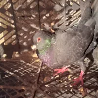 کفتردبر|پرنده|مشگین شهر, |دیوار