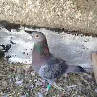 کفتر|پرنده|سرایان, |دیوار