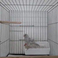 قناری سیلور نر