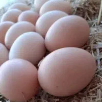 مرغ و جوجه و خروس نژاد کوشین