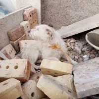 سگ پاکوتاه پشمالو