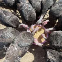بوقلمون محلی ۸ میلیون کامل ارگانیک