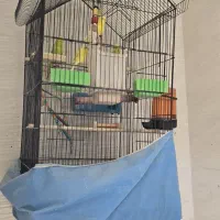 مرغ عشق همراه با قفس