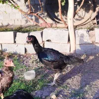مرغ لاری افغان|حیوانات مزرعه|ملکان, |دیوار