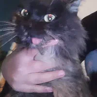 گربه پیدا شده|حیوانات|تهران, بوستان شیان|دیوار