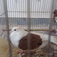 کبوتر|پرنده|امیدیه, |دیوار