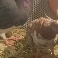 پنج عدد کفتر|پرنده|کرمان, |دیوار