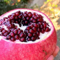 انار واندرگردو عناب یاس هلندی نهال درخت نهالستان|خدمات باغبانی و درختکاری|قم, بیست متری ولیعصر|دیوار